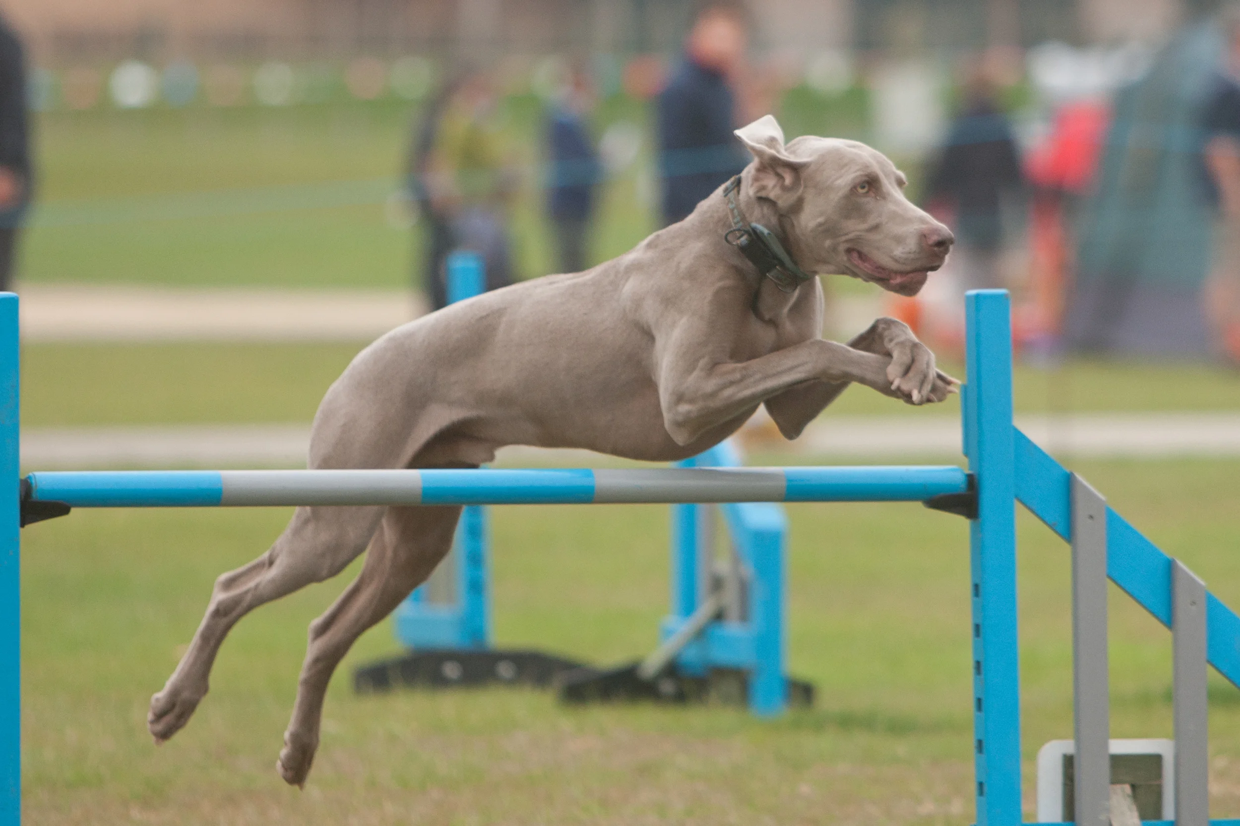 Weimaraner agility 2024